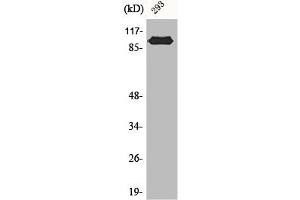 Western Blot analysis of 293 cells using CAS Polyclonal Antibody (Exportin 2 anticorps  (N-Term))