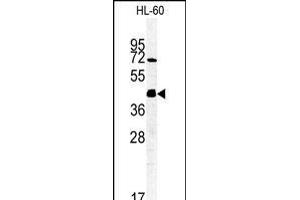 Western blot analysis of FKBPL Antibody (C-term) (ABIN1881347 and ABIN2840192) in HL-60 cell line lysates (35 μg/lane). (FKBPL anticorps  (C-Term))