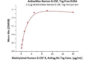 Colony Stimulating Factor 3 (Granulocyte) (CSF3) (AA 31-204) (Active) protein