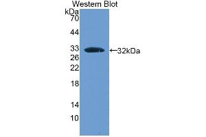 Detection of Recombinant BMPER, Mouse using Polyclonal Antibody to BMP Binding Endothelial Regulator (BMPER)