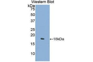 Western Blotting (WB) image for anti-Collagen, Type II, alpha 1 (COL2A1) (AA 677-817) antibody (ABIN3204611) (COL2A1 anticorps  (AA 677-817))