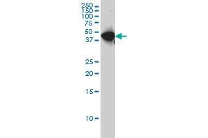 WDR4 monoclonal antibody (M01), clone 1F9 Western Blot analysis of WDR4 expression in Hela S3 NE .