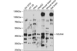 Western blot analysis of extracts of various cell lines, using NSUN4 antibody (ABIN7268944) at 1:1000 dilution. (NSUN4 anticorps  (AA 26-290))