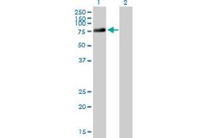 Western Blot analysis of DDX4 expression in transfected 293T cell line by DDX4 MaxPab polyclonal antibody. (DDX4 anticorps  (AA 1-690))