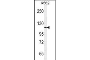FUSSEL18 Antibody (C-term) (ABIN655936 and ABIN2845328) western blot analysis in K562 cell line lysates (35 μg/lane). (SKOR2 anticorps  (C-Term))