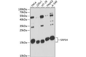 Western blot analysis of extracts of various cell lines, using SRP14 antibody (ABIN6130705, ABIN6148448, ABIN6148449 and ABIN6216739) at 1:3000 dilution.
