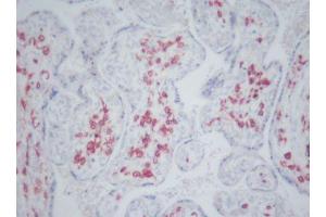 Image no. 3 for anti-CD163 (CD163) antibody (ABIN379967) (CD163 anticorps)