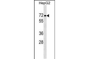 Western blot analysis in HepG2 cell line lysates (35ug/lane). (PPP1R16B anticorps  (AA 372-399))