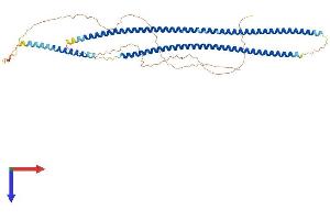 AlphaFold protein structure predicition of Human Recombinant KRT81 Protein, UniprotID Q14533