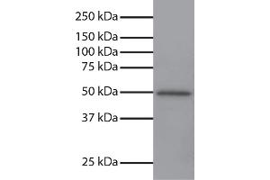 Total cell lysates from Jurkat cells were resolved by electrophoresis, transferred to PVDF membrane, and probed with Mouse Anti-GSK-3α-UNLB secondary antibody and chemiluminescent detection. (GSK3 alpha anticorps  (N-Term))
