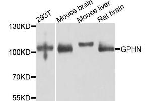 Western blot analysis of extracts of various cells, using GPHN antibody. (Gephyrin anticorps)