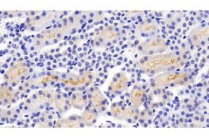Detection of JNK1 in Mouse Kidney Tissue using Polyclonal Antibody to c-Jun N-terminal Kinase 1 (JNK1)