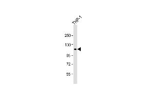 Anti-PTPN12 Antibody (C-Term) at 1:1000 dilution + THP-1 whole cell lysate Lysates/proteins at 20 μg per lane. (PTPN12 anticorps  (AA 681-714))