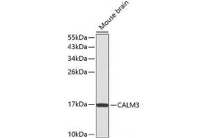 Calmodulin 3 antibody