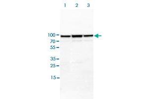 Western blot analysis of Lane 1: NIH-3T3 cell lysate (Mouse embryonic fibroblast cells); Lane 2: NBT-II cell lysate (Rat Wistar bladder tumour cells); Lane 3: PC12 cell lysate (Pheochromocytoma of rat adrenal medulla) with MRE11A polyclonal antibody  at 1:100-1:250 dilution.