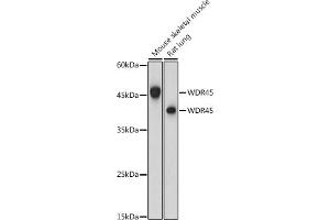 Western blot analysis of extracts of various cell lines, using WDR45 antibody (ABIN6133064, ABIN6150194, ABIN6150195 and ABIN6223490) at 1:1000 dilution. (WDR45 anticorps  (AA 1-360))