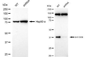 Western blotting analysis using HIF1AN antibody (ABIN7799018).