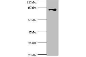 Western blot All lanes: STRN antibody at 3 μg/mL + NIH/3T3 whole cell lysate Secondary Goat polyclonal to rabbit IgG at 1/10000 dilution Predicted band size: 87, 81 kDa Observed band size: 87 kDa (Striatin anticorps  (AA 581-780))