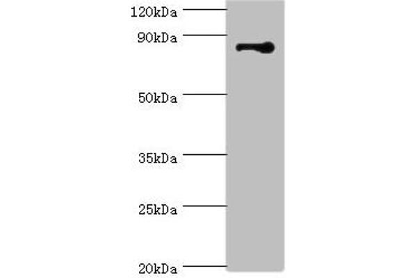 Striatin anticorps  (AA 581-780)