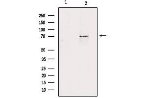 Western blot analysis of extracts from mouse kidney, using ZP1 Antibody. (ZP1 anticorps  (Internal Region))