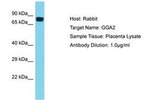 Image no. 1 for anti-Golgi-Associated, gamma Adaptin Ear Containing, ARF Binding Protein 2 (GGA2) (AA 154-203) antibody (ABIN6750505) (GGA2 anticorps  (AA 154-203))