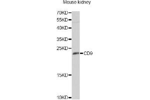 Western blot analysis of extracts of mouse kidney, using CD9 Antibody (ABIN5970852) at 1/1000 dilution. (CD9 anticorps)