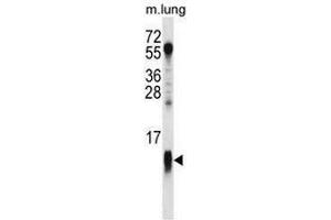 COX7A1 Antibody (Center) western blot analysis in mouse lung tissue lysates (35µg/lane). (Complex IV Subunit VIIa (AA 9-38), (Middle Region) anticorps)