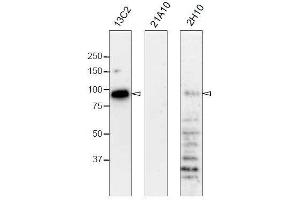 Western Blotting (WB) image for anti-Nucleoporin 98kDa (NUP98) (GLFG Motif), (N-Term) antibody (ABIN2452064) (NUP98 anticorps  (GLFG Motif, N-Term))