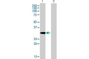 Western Blot analysis of SDCBP expression in transfected 293T cell line by SDCBP MaxPab polyclonal antibody.