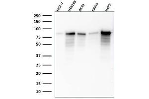 Western Blot Analysis of MCF-7, HEK-293, A549, SKBr3, HeP2 lysate using MCM7 Mouse Monoclonal Antibody (SPM379).