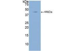 Detection of Recombinant NPPA, Mouse using Polyclonal Antibody to Natriuretic Peptide Precursor A (NPPA) (NPPA anticorps  (AA 25-152))