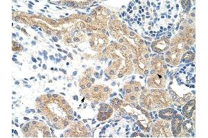 NXF5 antibody was used for immunohistochemistry at a concentration of 4-8 ug/ml to stain Epithelial cells of renal tubule (arrows) in Human Kidney. (NXF5 anticorps  (Middle Region))