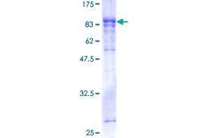 Image no. 1 for Guanylate Binding Protein 5 (GBP5) (AA 1-586) protein (GST tag) (ABIN1354888)