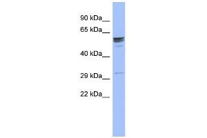 WB Suggested Anti-ZNF146 Antibody Titration:  0. (ZNF146 anticorps  (Middle Region))
