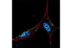 Fluorescent confocal image of SY5Y cells stained with NANOG antibody at 1:50.