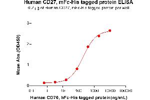 ELISA plate pre-coated by 2 μg/mL (100 μL/well) Human CD27, mFc-His tagged protein (ABIN6961086, ABIN7042201 and ABIN7042202) can bind Human CD70, hFc-His tagged protein (ABIN6961169, ABIN7042367 and ABIN7042368) in a linear range of 3.