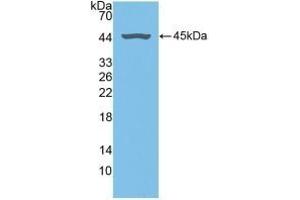 Detection of Recombinant FMOD, Human using Polyclonal Antibody to Fibromodulin (FMOD)