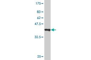 Western Blot detection against Immunogen (37 KDa) . (LHX4 anticorps  (AA 291-390))