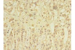 Immunohistochemistry of paraffin-embedded human adrenal gland tissue using ABIN7166148 at dilution of 1:100