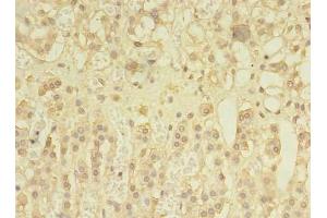 Immunohistochemistry of paraffin-embedded human adrenal gland tissue using ABIN7166148 at dilution of 1:100 (SPRY1 anticorps  (AA 1-178))