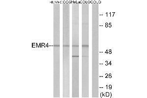 Western blot analysis of extracts from HUVEC cells, COS-7 cells, HeLa cells and COLO cells, using EMR4 antibody.