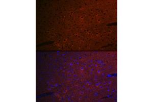 Immunofluorescence analysis of mouse brain cells using CEND1 Rabbit mAb (ABIN7266242) at dilution of 1:100 (40x lens). (CEND1 anticorps)
