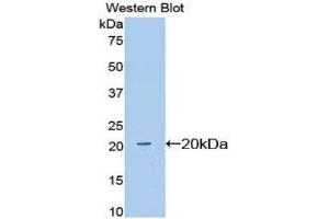 Western Blotting (WB) image for anti-Sialic Acid Binding Ig-Like Lectin 12 (SIGLEC12) (AA 27-141) antibody (ABIN1174413)
