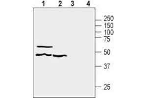 Western blot analysis of human HT-29 colorectal adenocarcinoma (lanes 1 and 3) and human MEG-01 megakaryoblastic leukemia (lanes 2 and 4) cell line lysates: - 1,2 Anti-GPR39 (extracellular) Antibody (ABIN7043159, ABIN7044429 and ABIN7044430), (1:200). (GPR39 anticorps  (3rd Extracellular Loop))