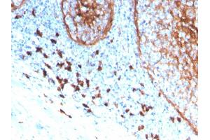 Formalin-fixed, paraffin-embedded human tonsil stained with CD11b Monospecific Mouse Monoclonal Antibody (ITGAM/3339). (CD11b anticorps  (AA 941-1074))