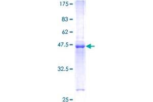 Image no. 1 for Interleukin 20 (IL20) (AA 1-176) protein (GST tag) (ABIN1307769)