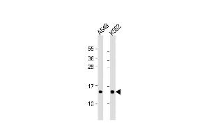 All lanes : Anti-RPS15A Antibody (N-term) at 1:1000 dilution Lane 1: A549 whole cell lysate Lane 2: K562 whole cell lysate Lysates/proteins at 20 μg per lane. (RPS15A anticorps  (N-Term))