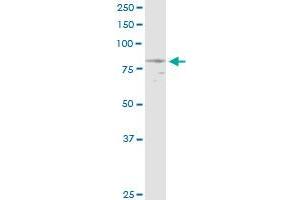 NPHP1 MaxPab rabbit polyclonal antibody.