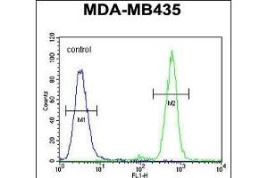 TT1 Antibody (C-term) 10831b flow cytometric analysis of MDA-M cells (right histogram) compared to a negative control cell (left histogram). (TAPT1 anticorps  (C-Term))
