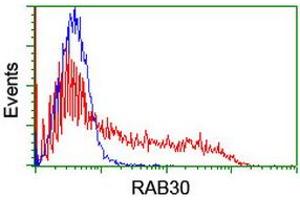 Image no. 5 for anti-RAB30, Member RAS Oncogene Family (RAB30) antibody (ABIN1500557)